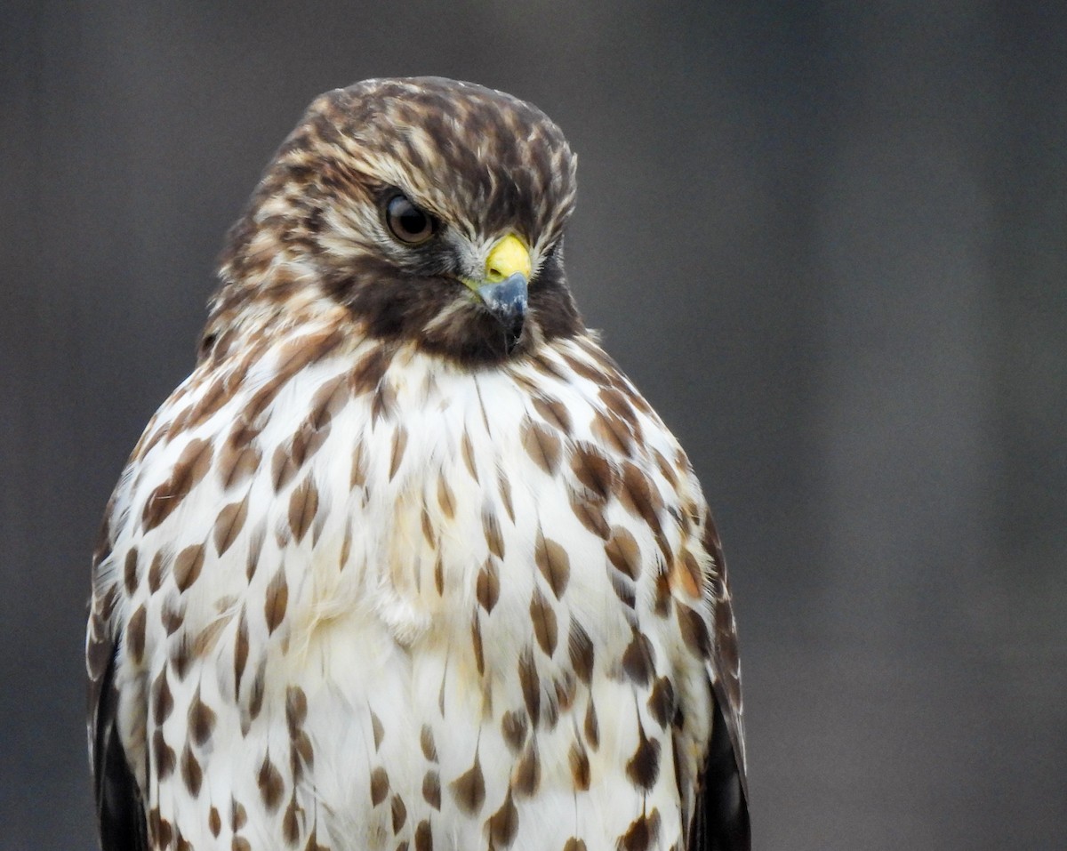 Red-shouldered Hawk - Sophie Dismukes