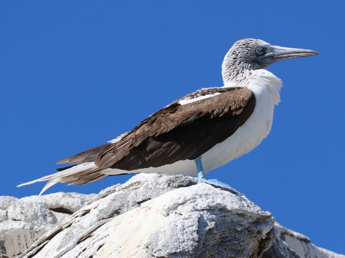 Blue-footed Booby - Chris Overington