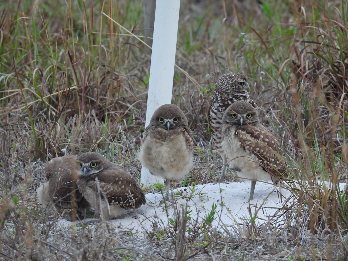 Burrowing Owl - Klenisson Brenner