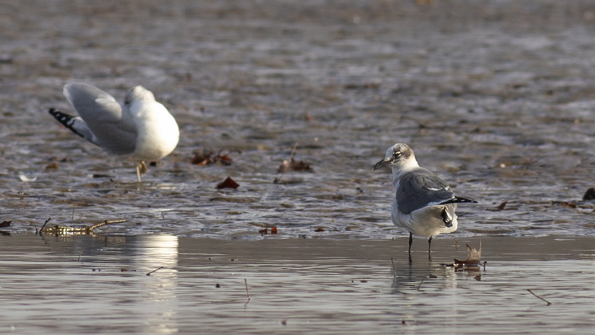 Laughing Gull - Todd Kiraly