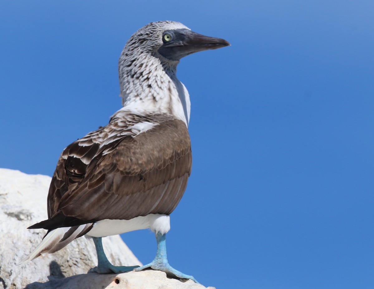 Blue-footed Booby - Chris Overington