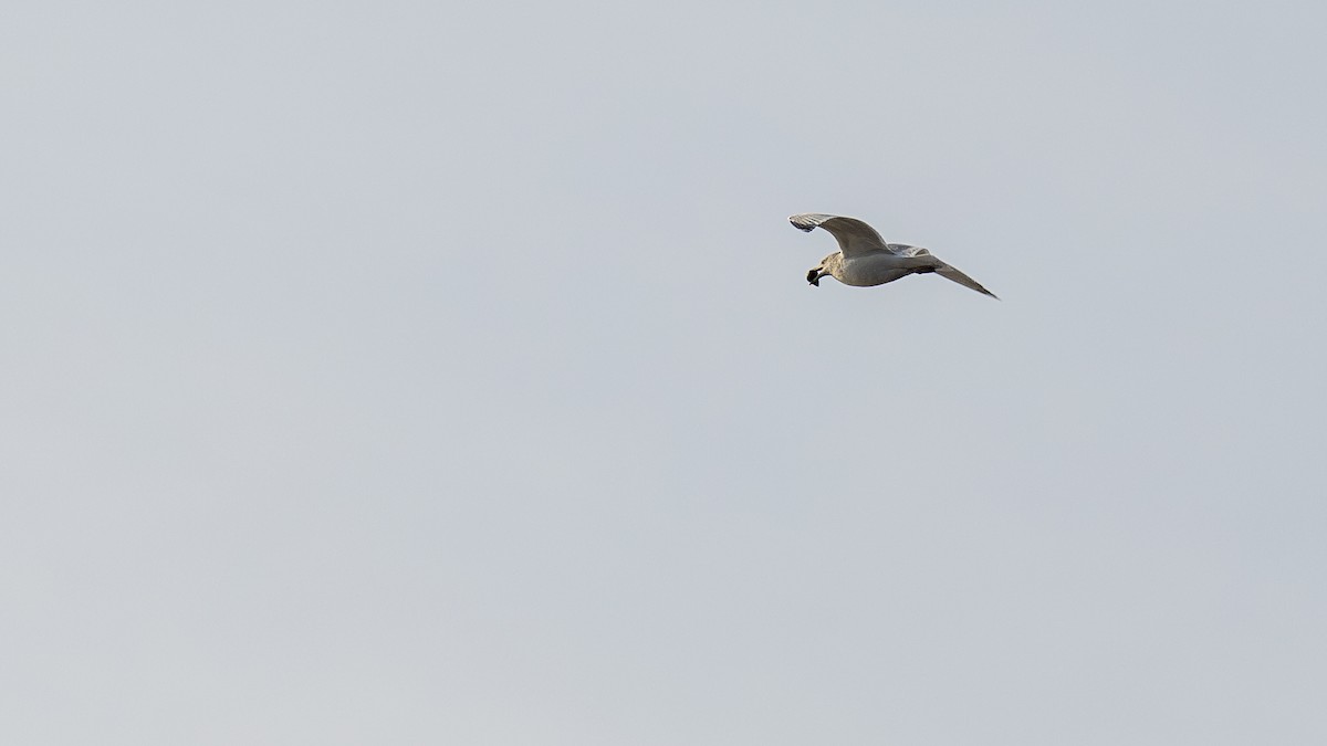 Herring Gull - ML611518660