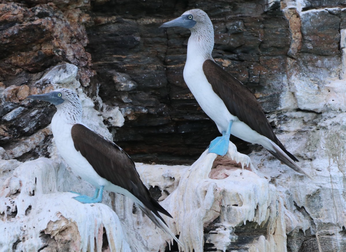 Blue-footed Booby - Chris Overington