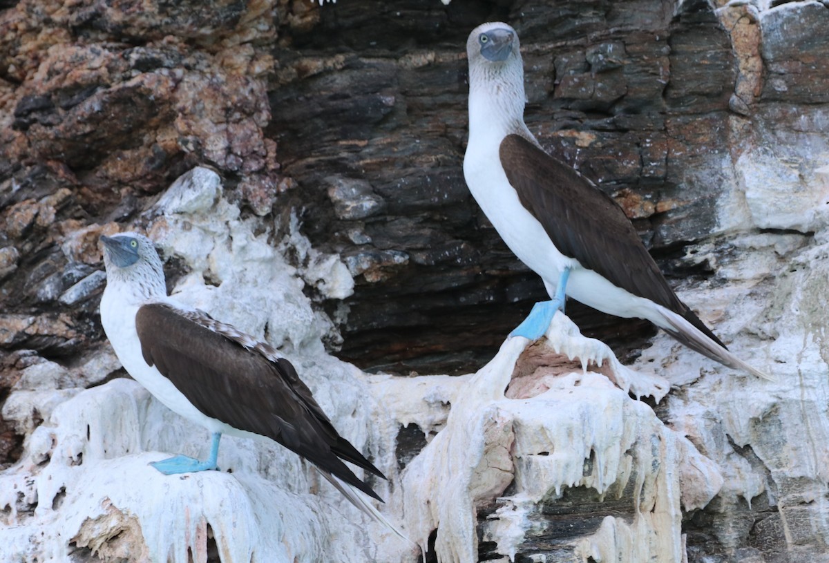 Blue-footed Booby - Chris Overington