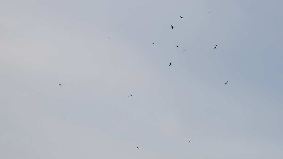 Turkey Vulture - ML611518678