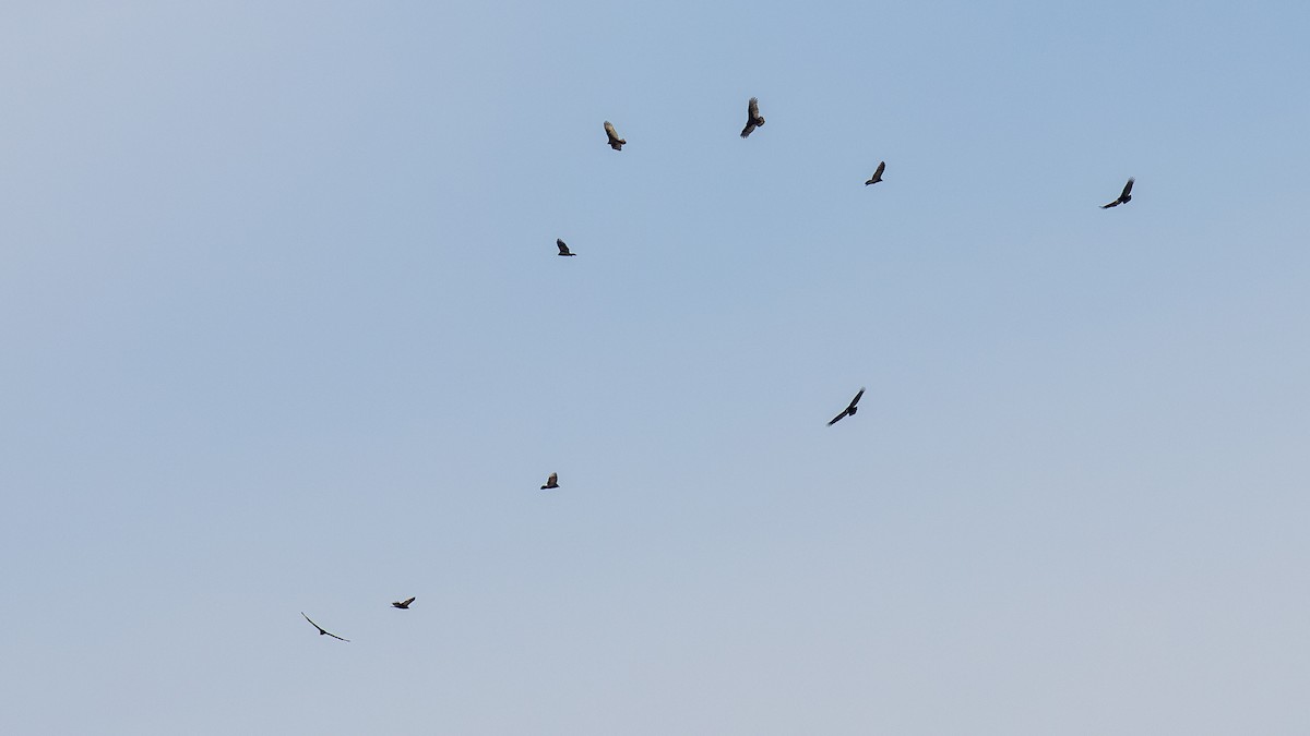 Turkey Vulture - ML611518679