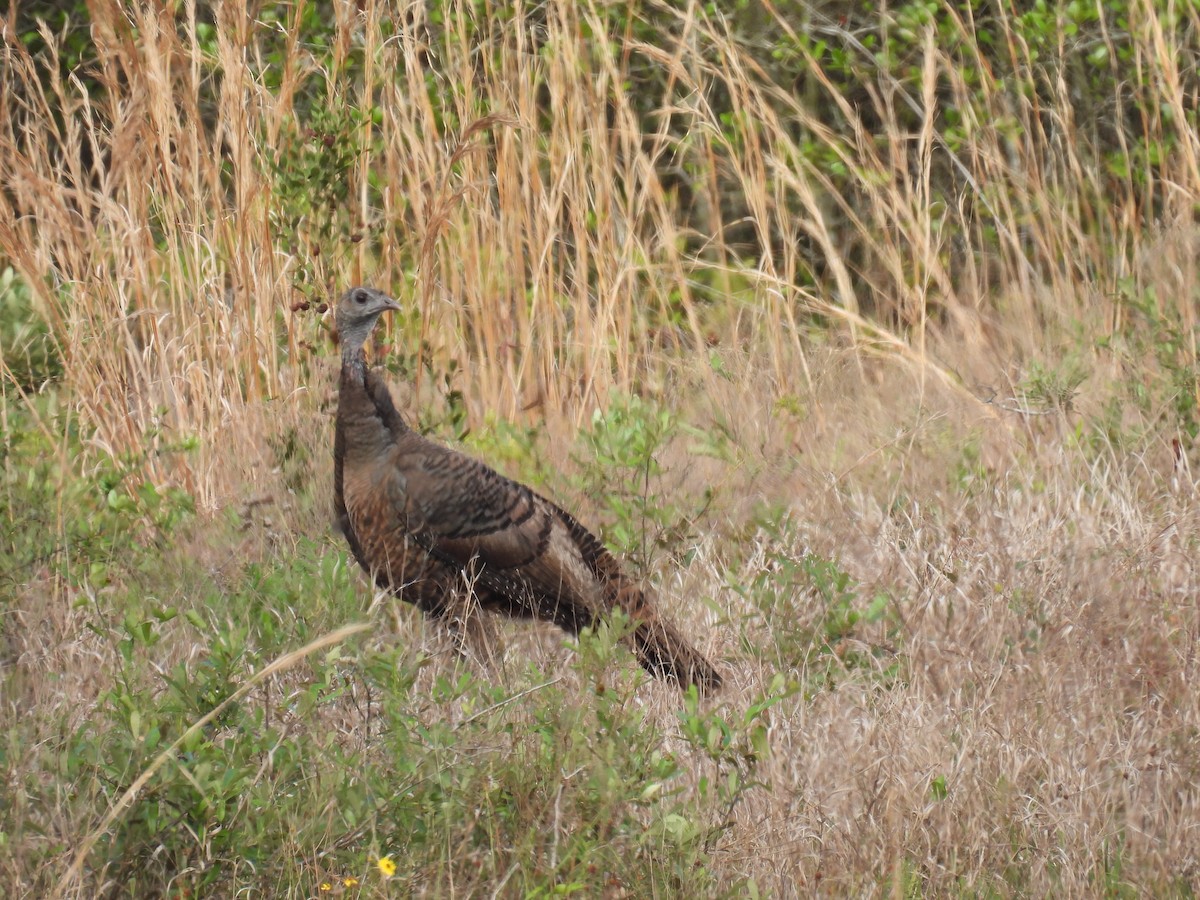 Wild Turkey - ML611518687