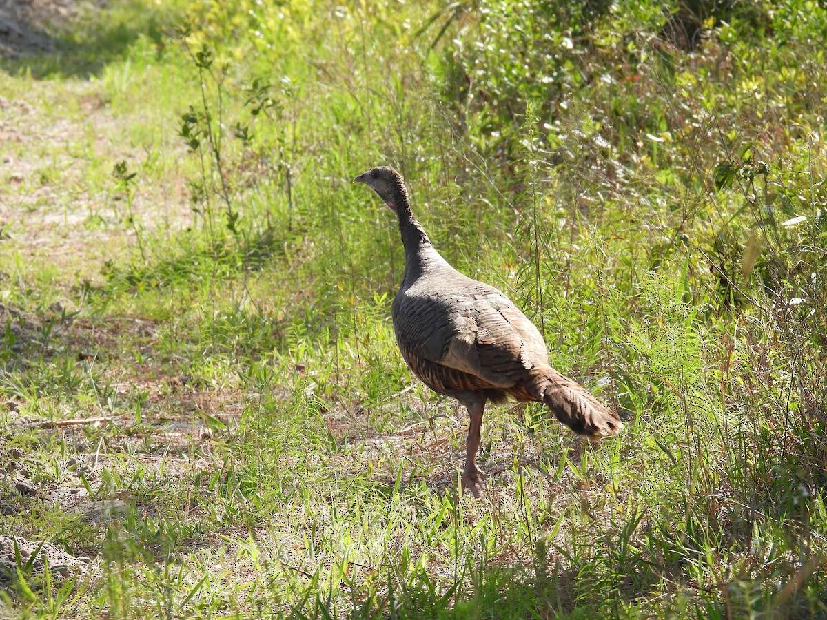 Wild Turkey - ML611518688