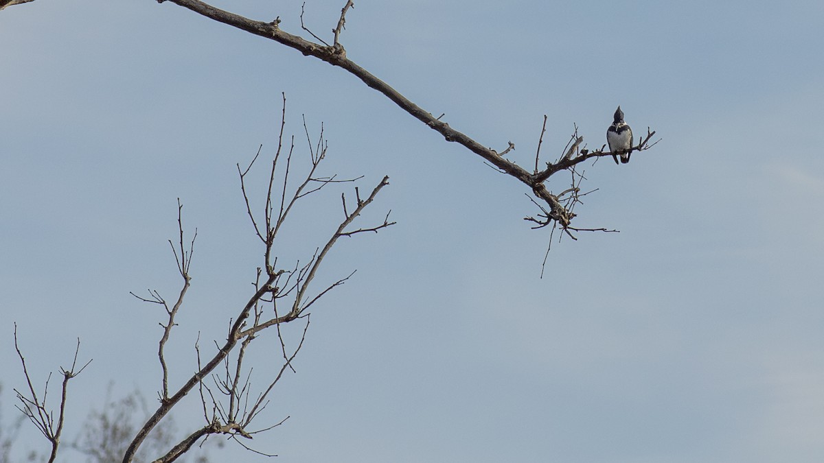 Belted Kingfisher - ML611518702