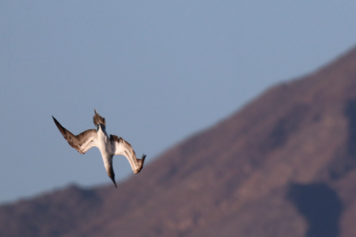 Blue-footed Booby - ML611518732