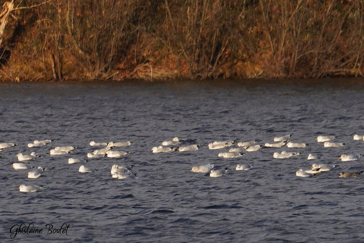 Glaucous Gull - ML611518737