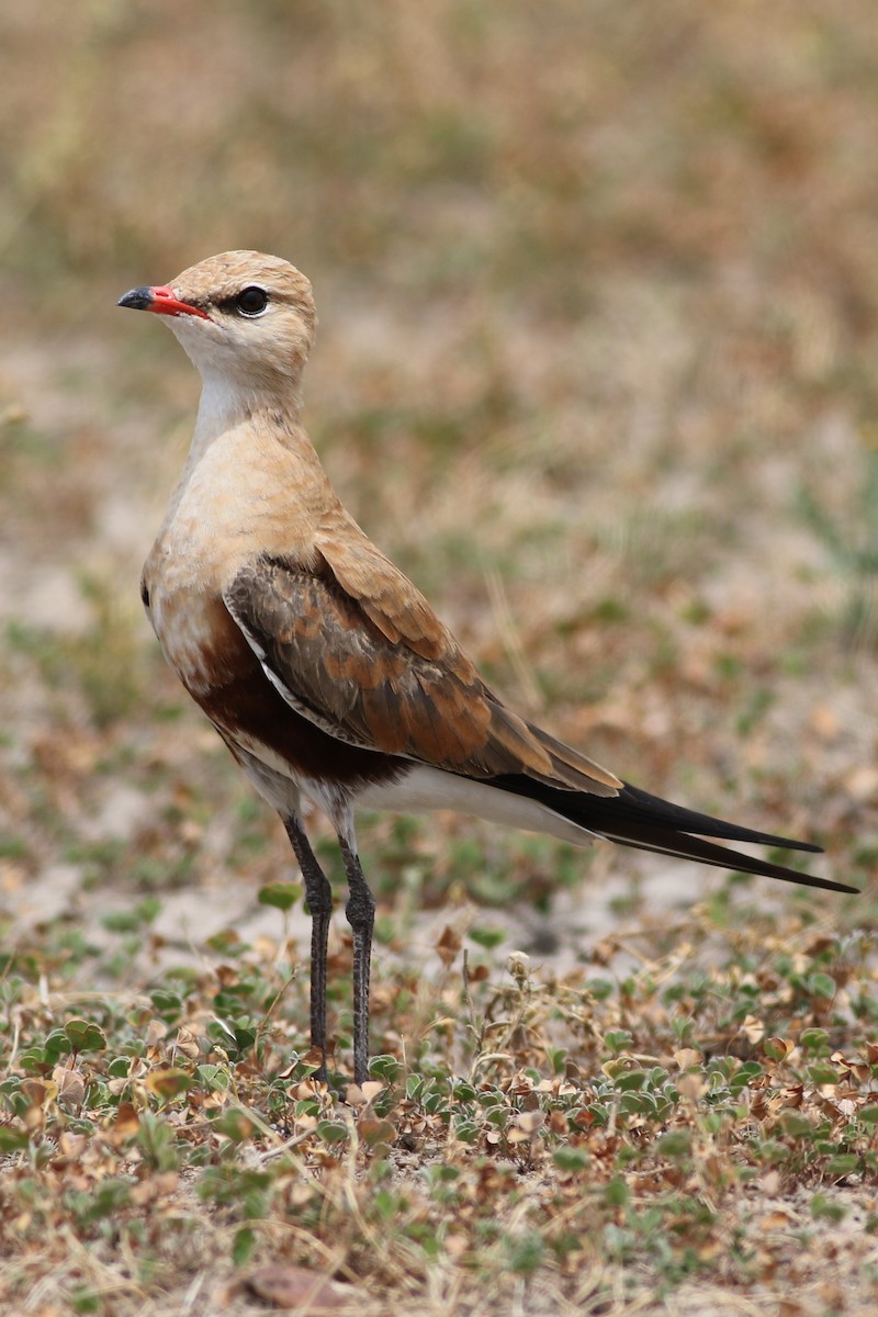 Australian Pratincole - ML611518741