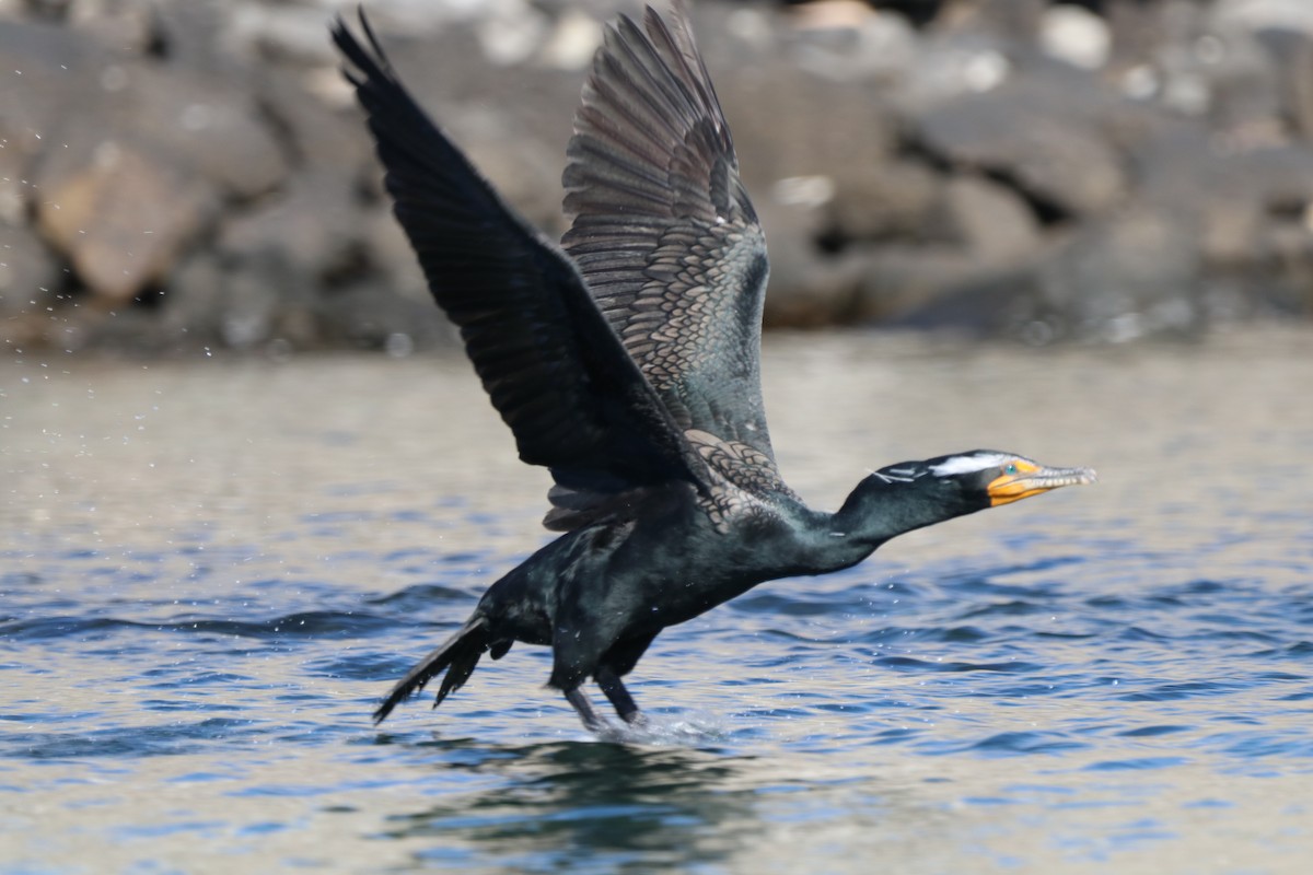 Double-crested Cormorant - Chris Overington