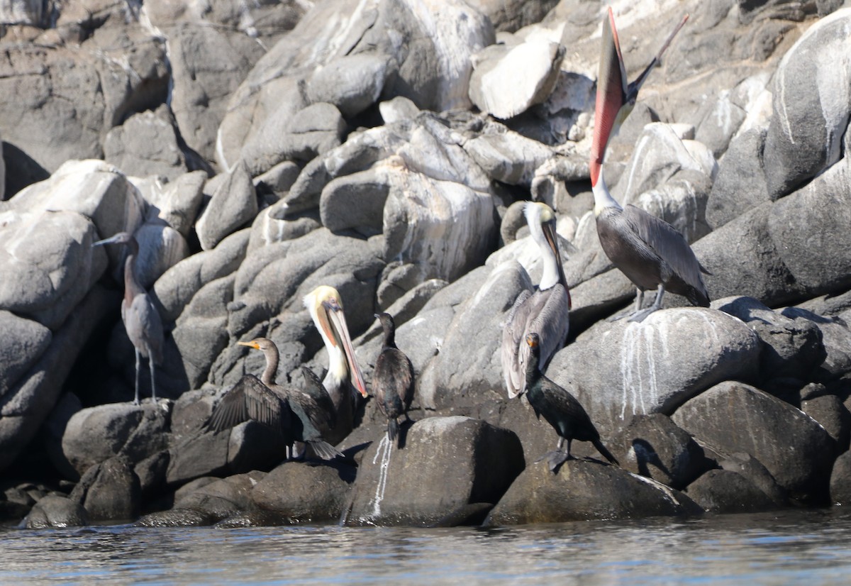 pelikán hnědý - ML611518764