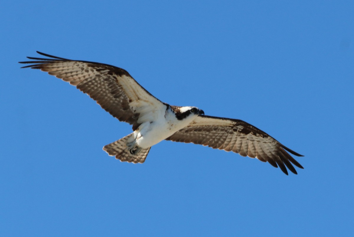 Águila Pescadora - ML611518776