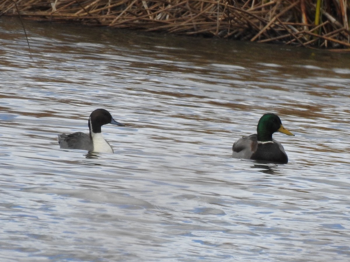 Northern Pintail - ML611518784