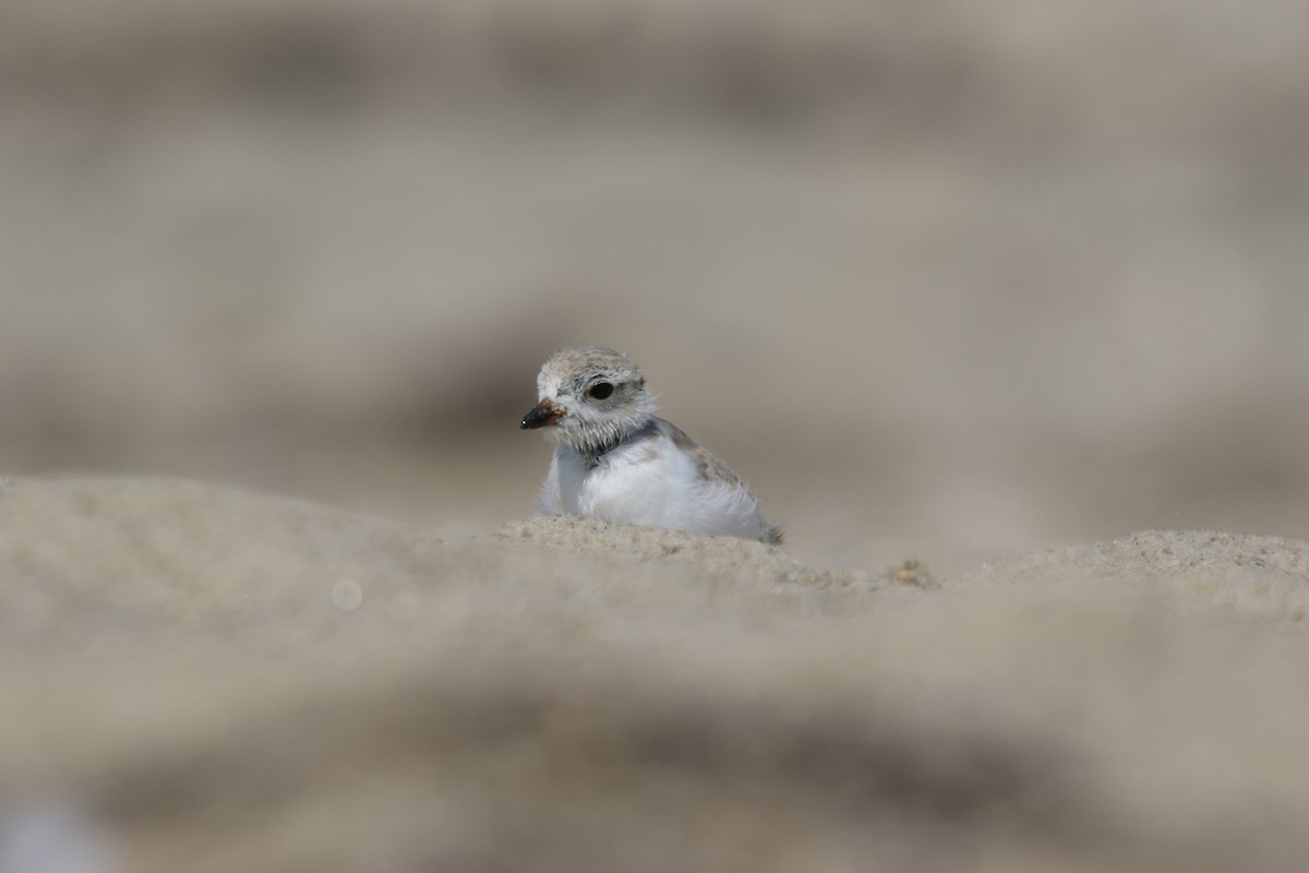 Piping Plover - David Funke