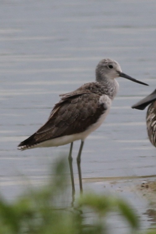 Common Greenshank - ML611518938