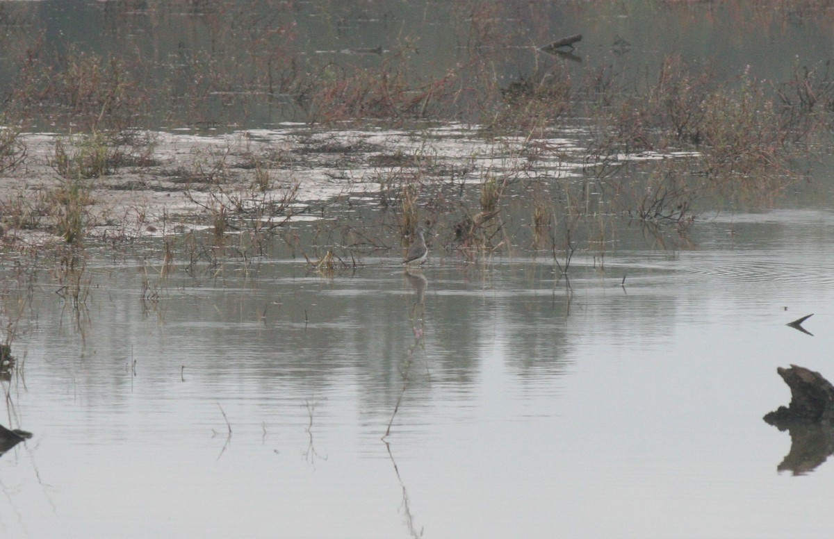 Greater Yellowlegs - ML611519009