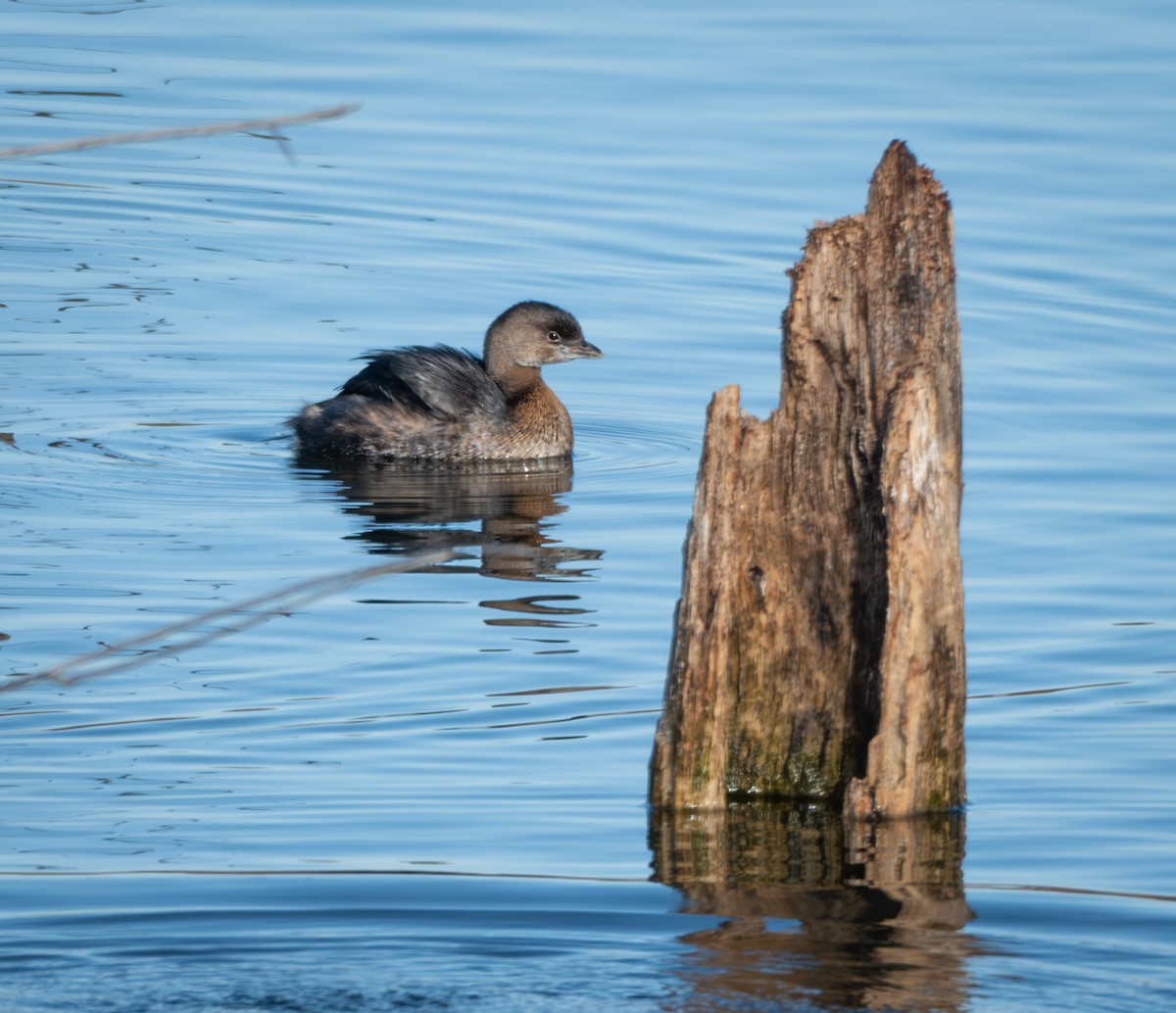 Pied-billed Grebe - ML611519010