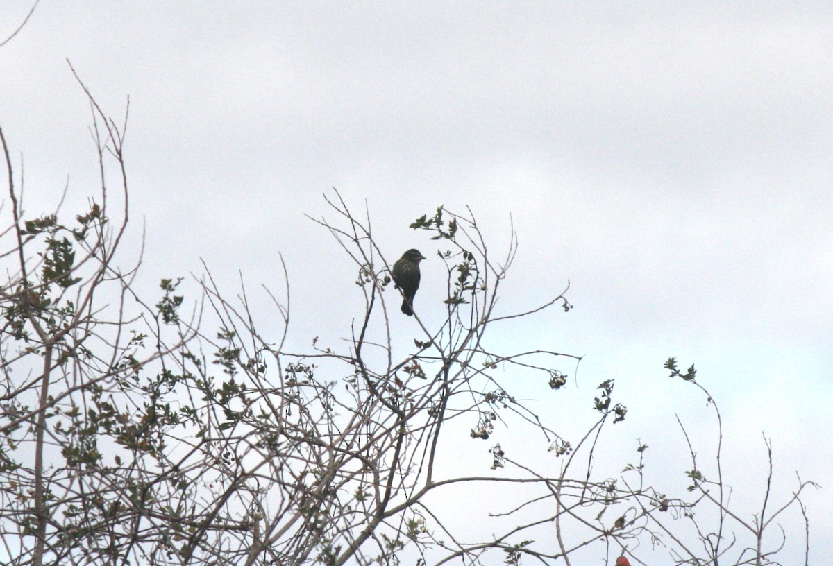 Red-winged Blackbird - ML611519061