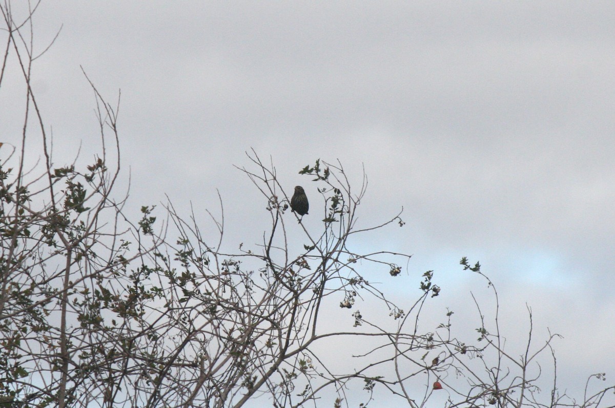 Red-winged Blackbird - ML611519062