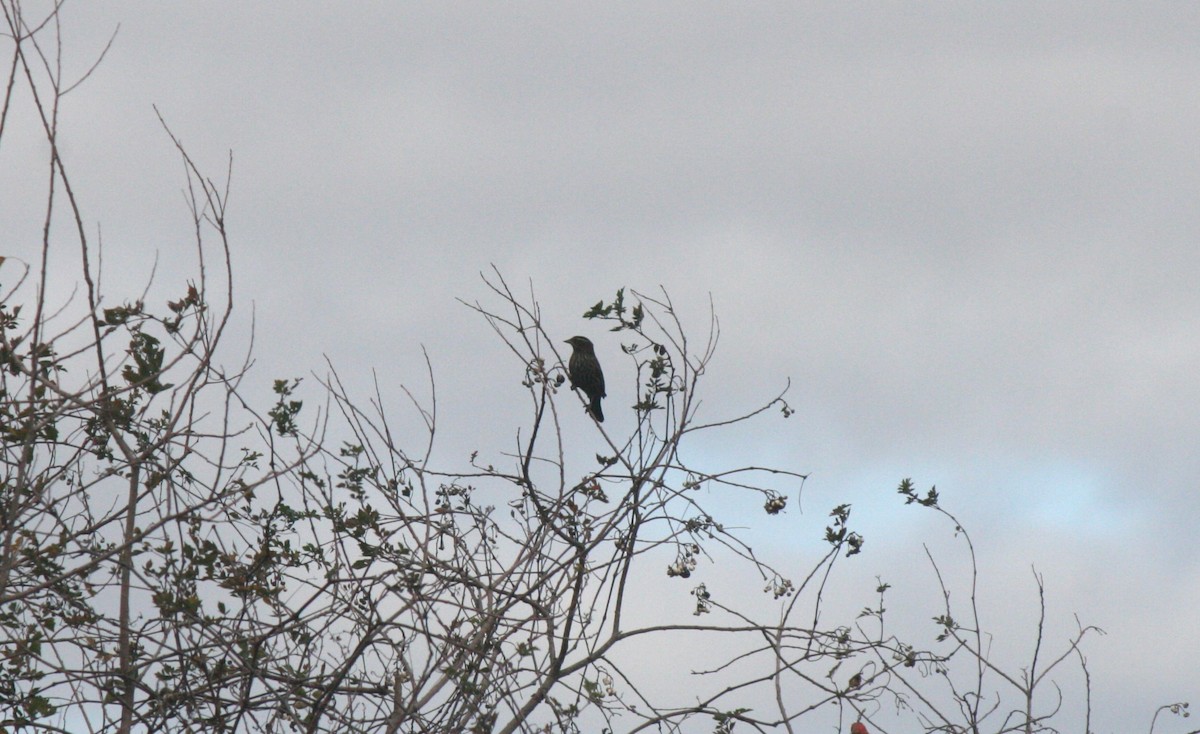 Red-winged Blackbird - ML611519063