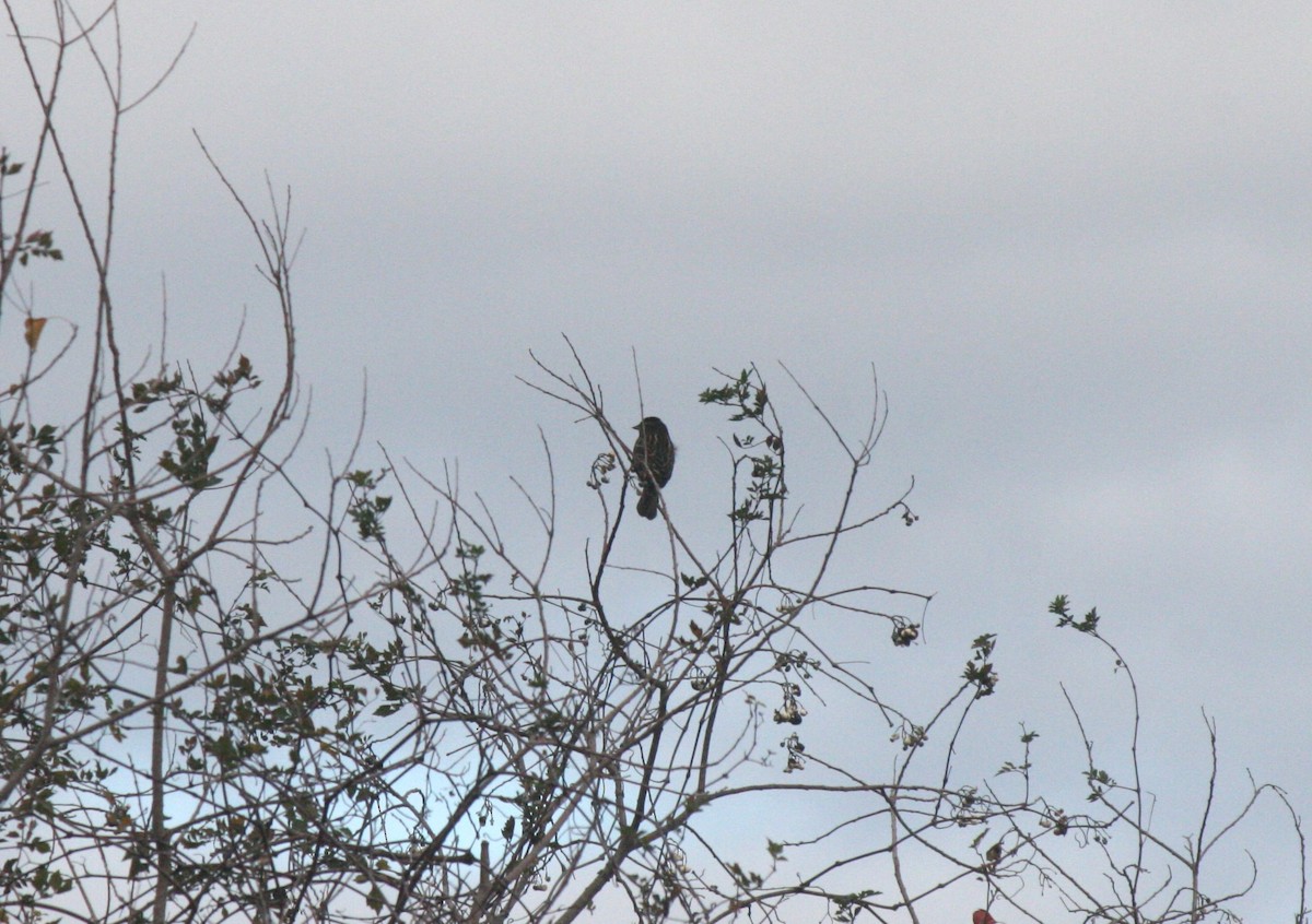 Red-winged Blackbird - ML611519064