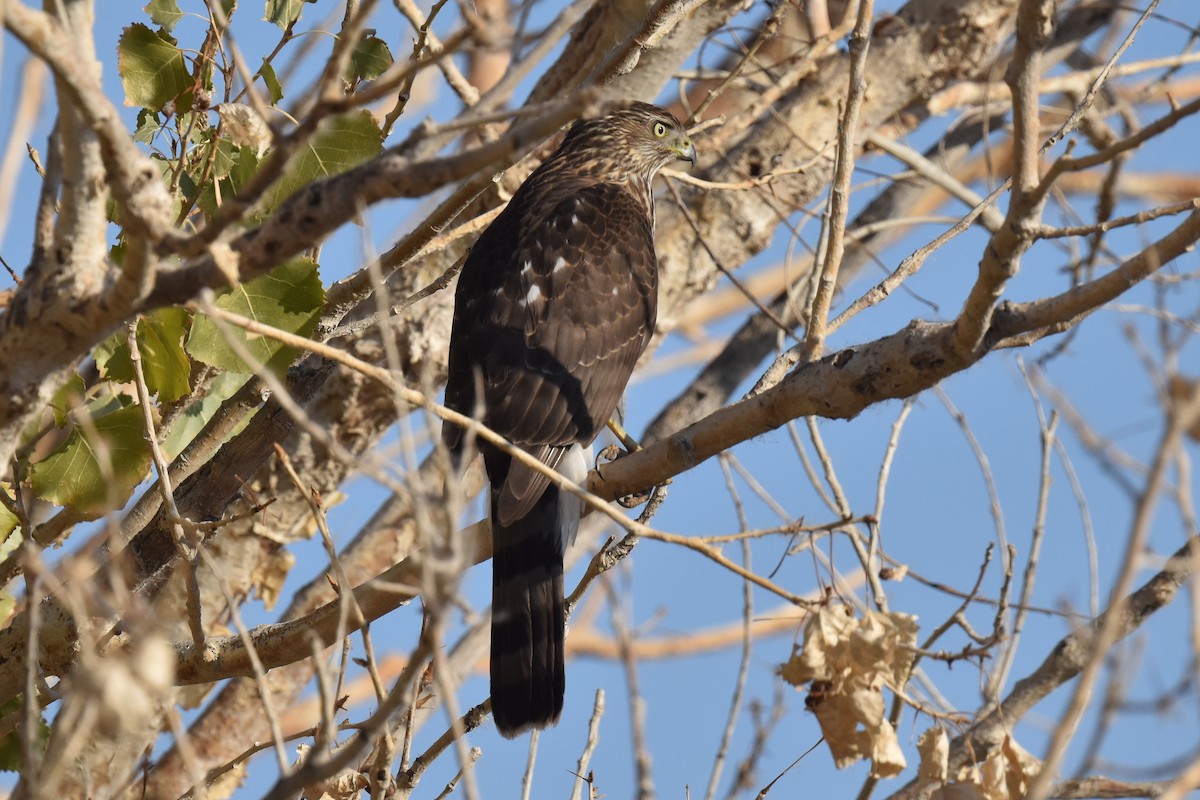 Cooper's Hawk - ML611519075