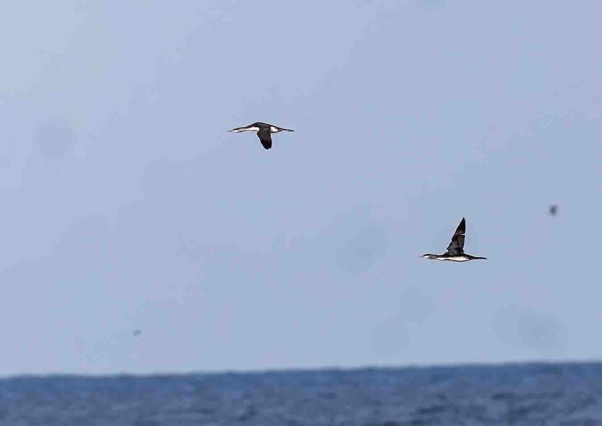 Red-throated Loon - ML611519087