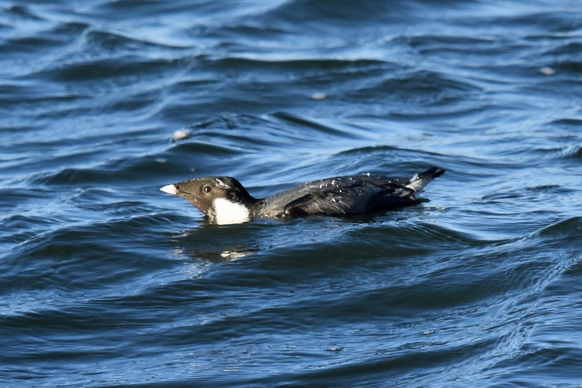 Ancient Murrelet - ML611519150