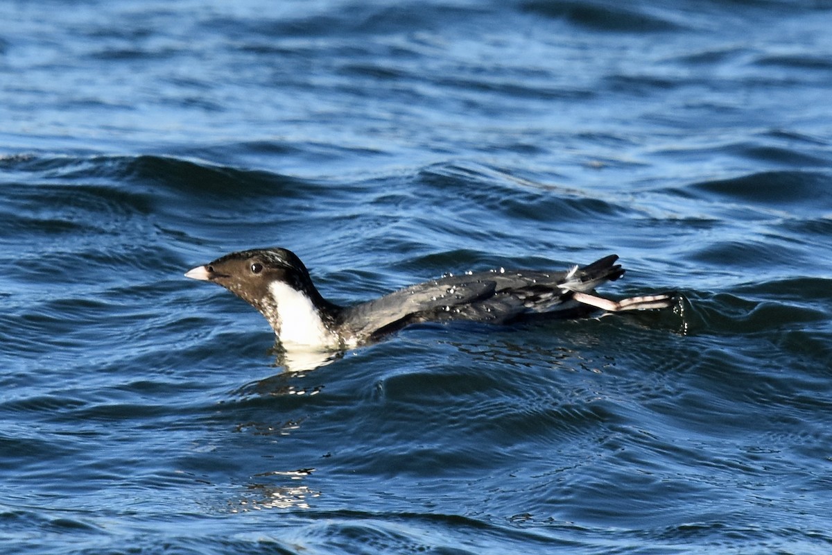 Ancient Murrelet - ML611519156