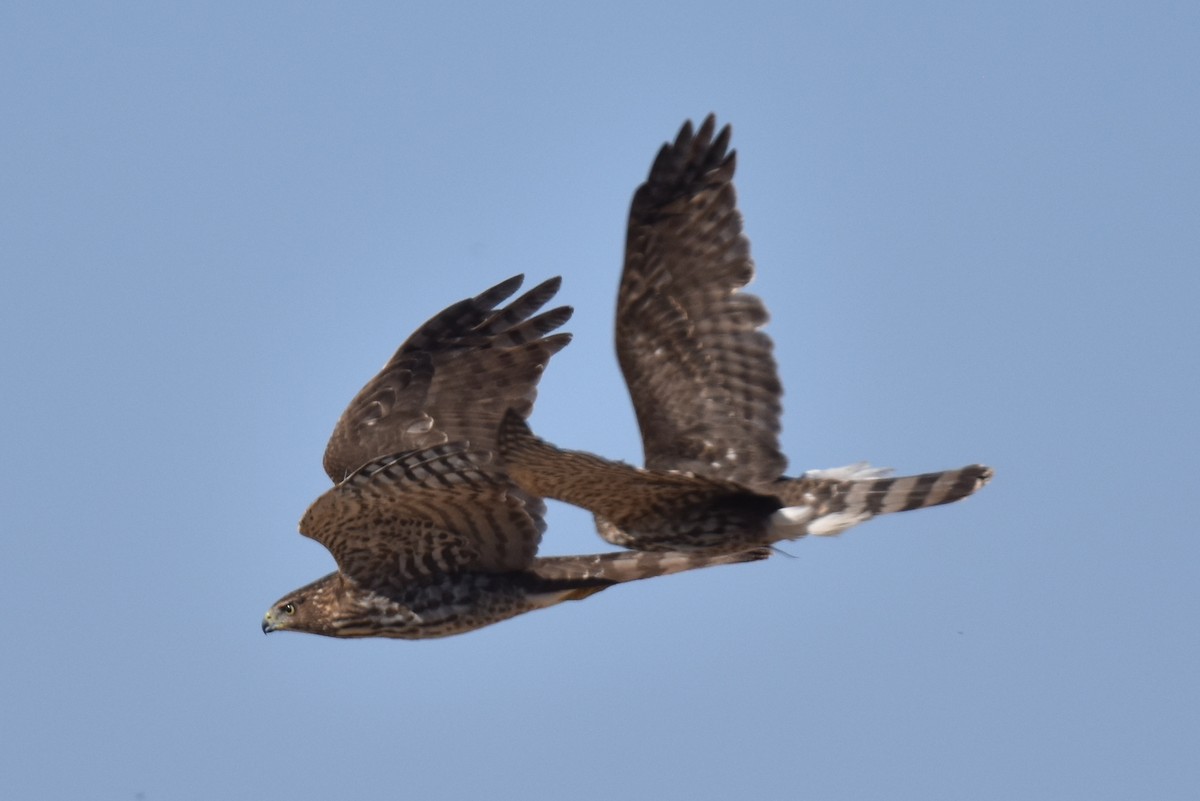 Cooper's Hawk - ML611519165