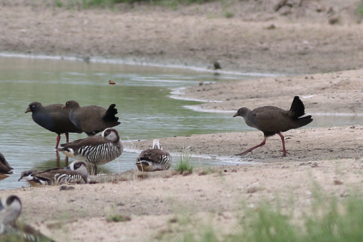 Black-tailed Nativehen - ML611519254