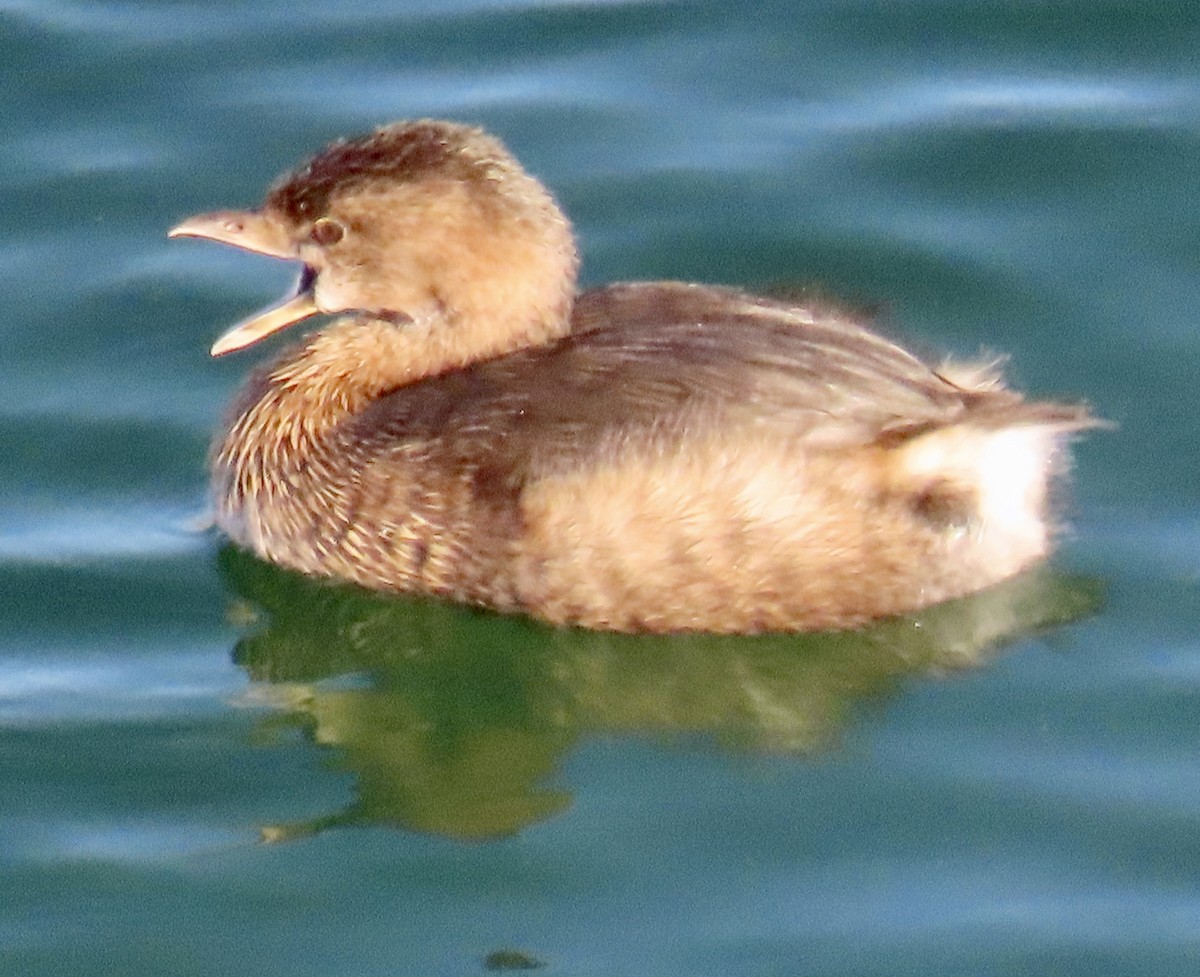 Pied-billed Grebe - ML611519341