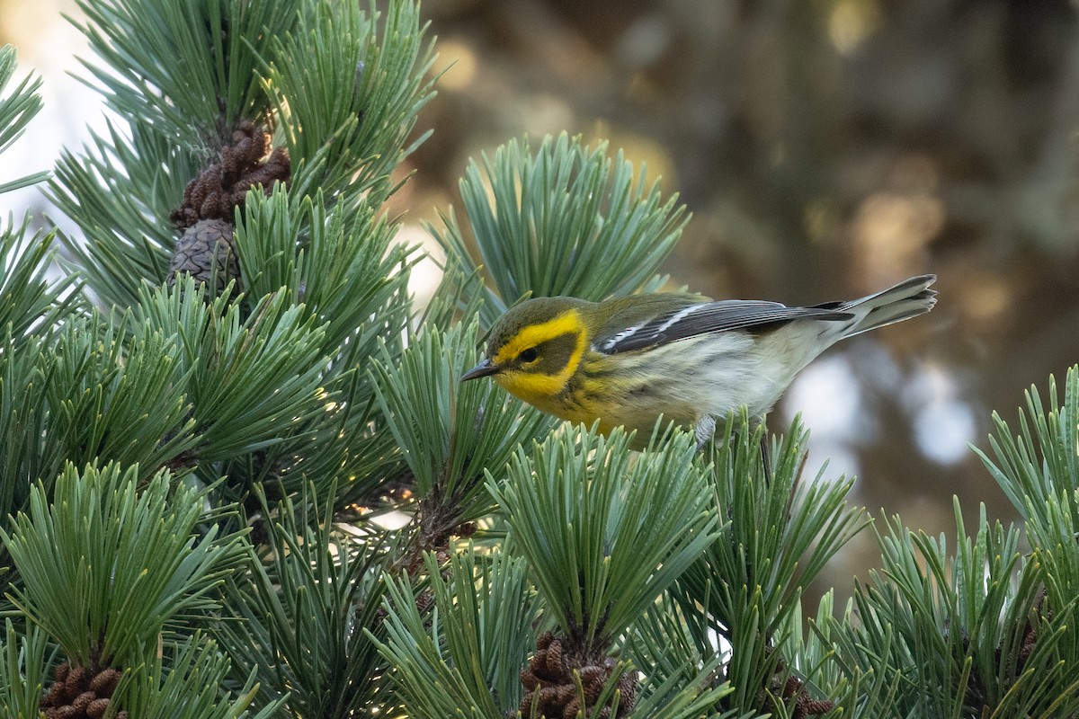 Townsend's Warbler - ML611519441