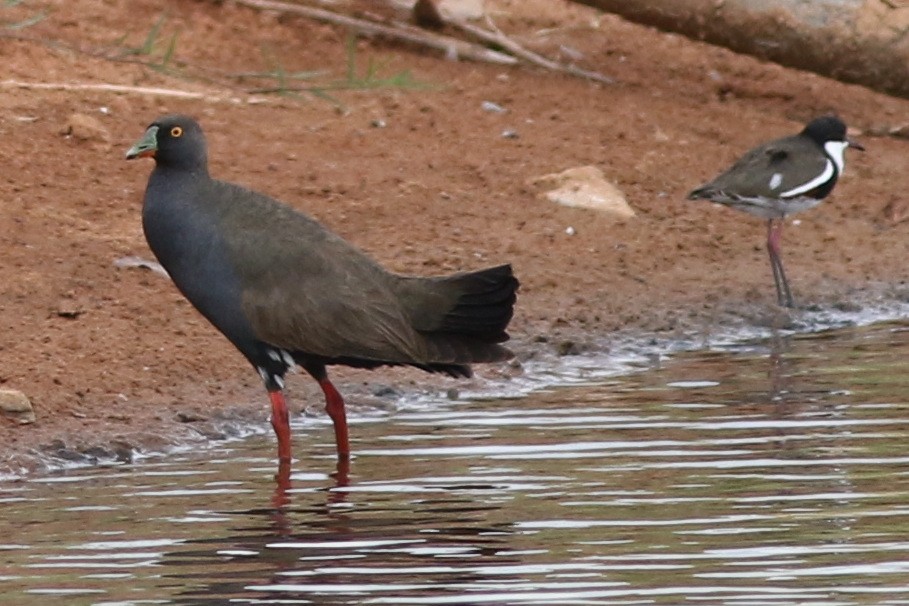 Black-tailed Nativehen - ML611519464