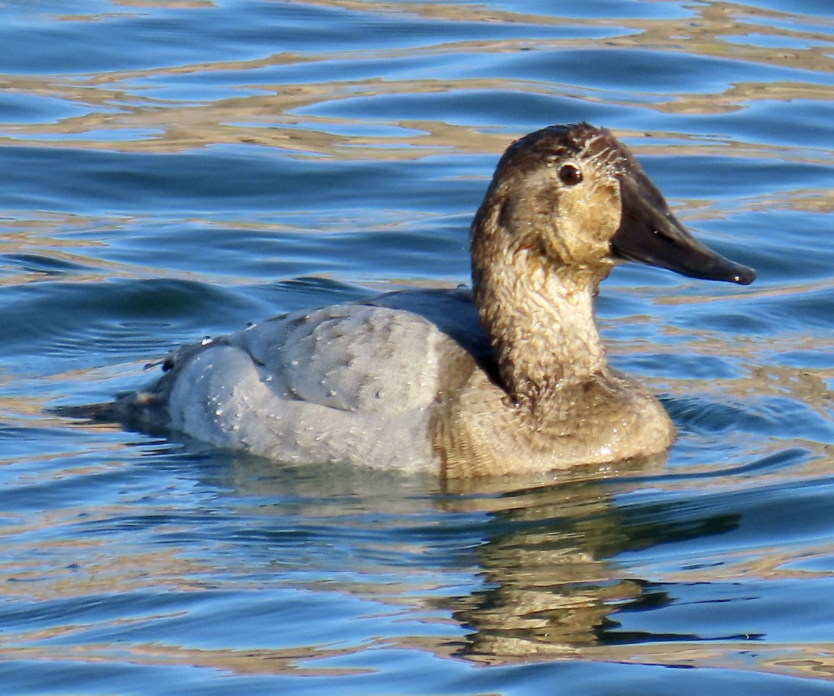 Canvasback - ML611519500