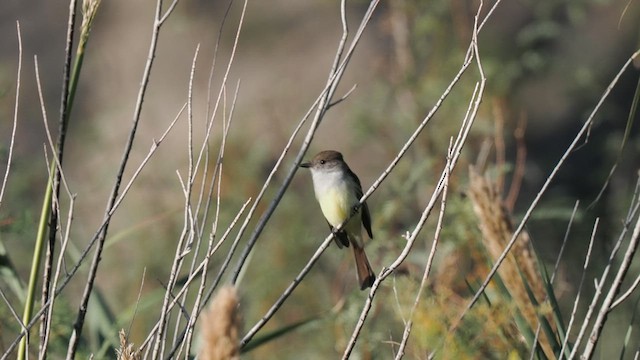 Nutting's Flycatcher - ML611519519