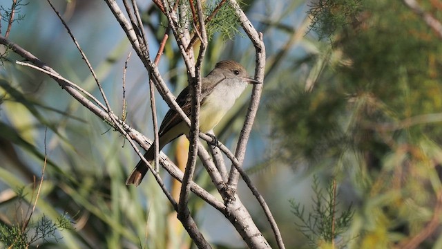 Nutting's Flycatcher - ML611519544