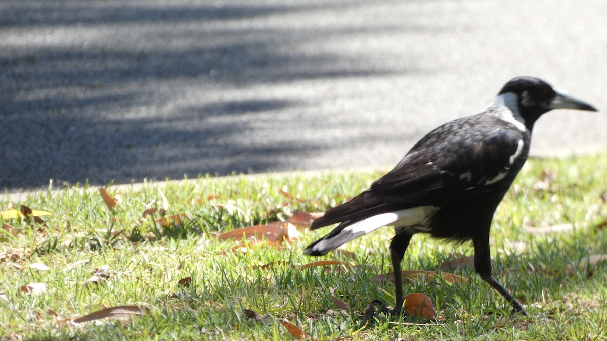 Australian Magpie - ML611519557