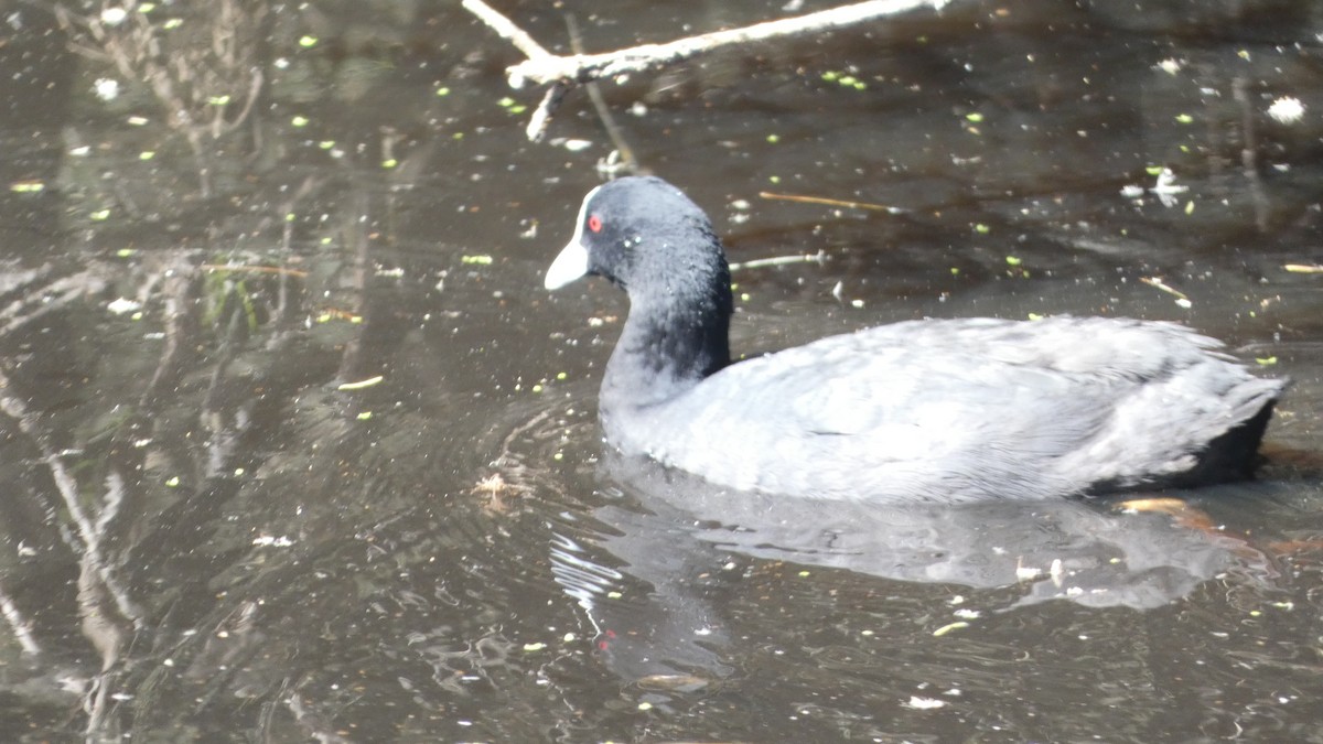 Eurasian Coot - ML611519576