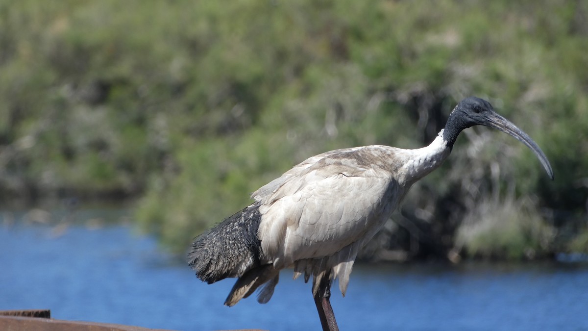 Australian Ibis - ML611519594