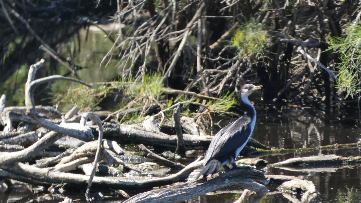 Little Pied Cormorant - ML611519608