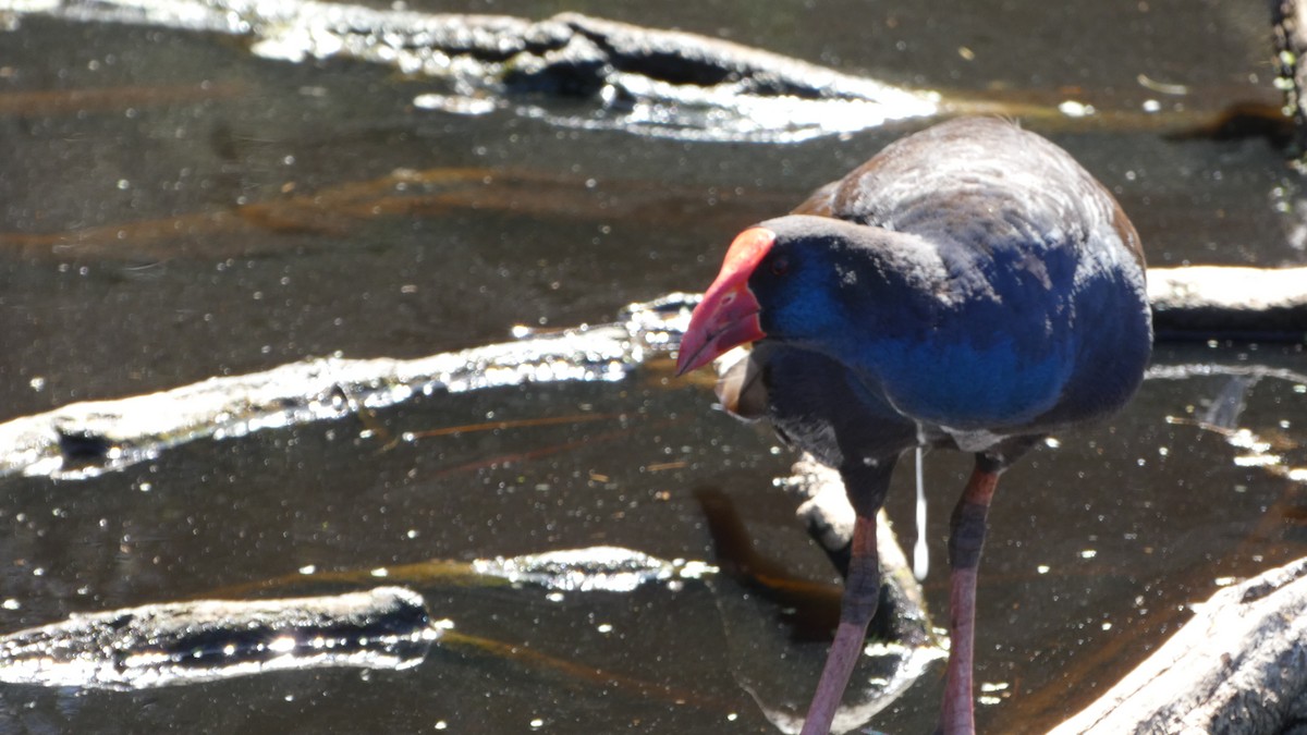 Australasian Swamphen - ML611519612