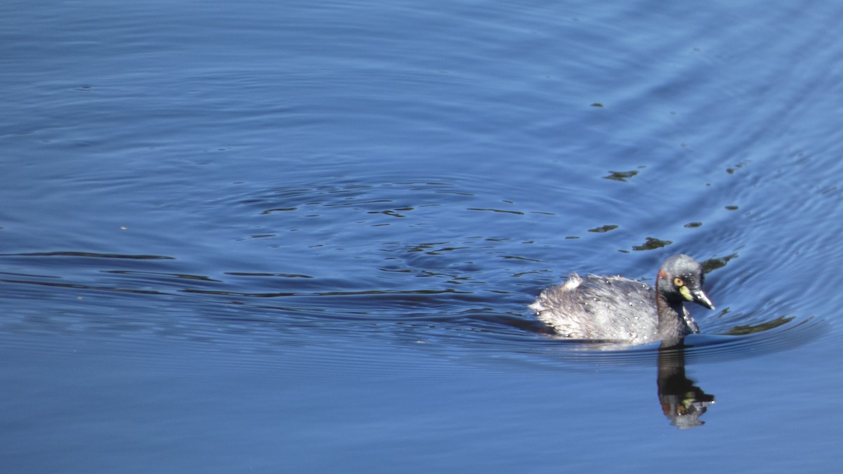 Australasian Grebe - ML611519617