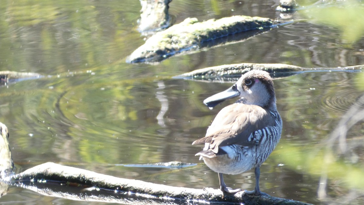 Pink-eared Duck - ML611519623