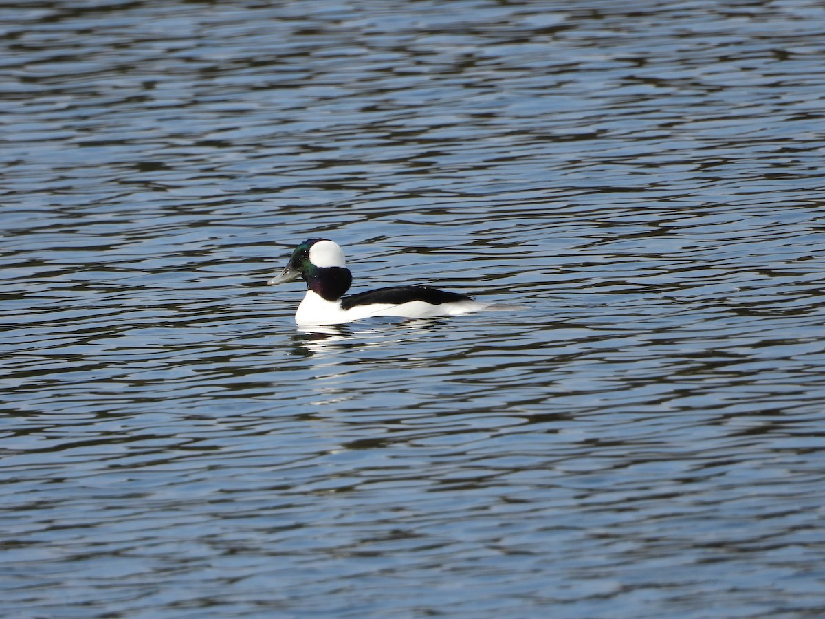 Bufflehead - ML611519649