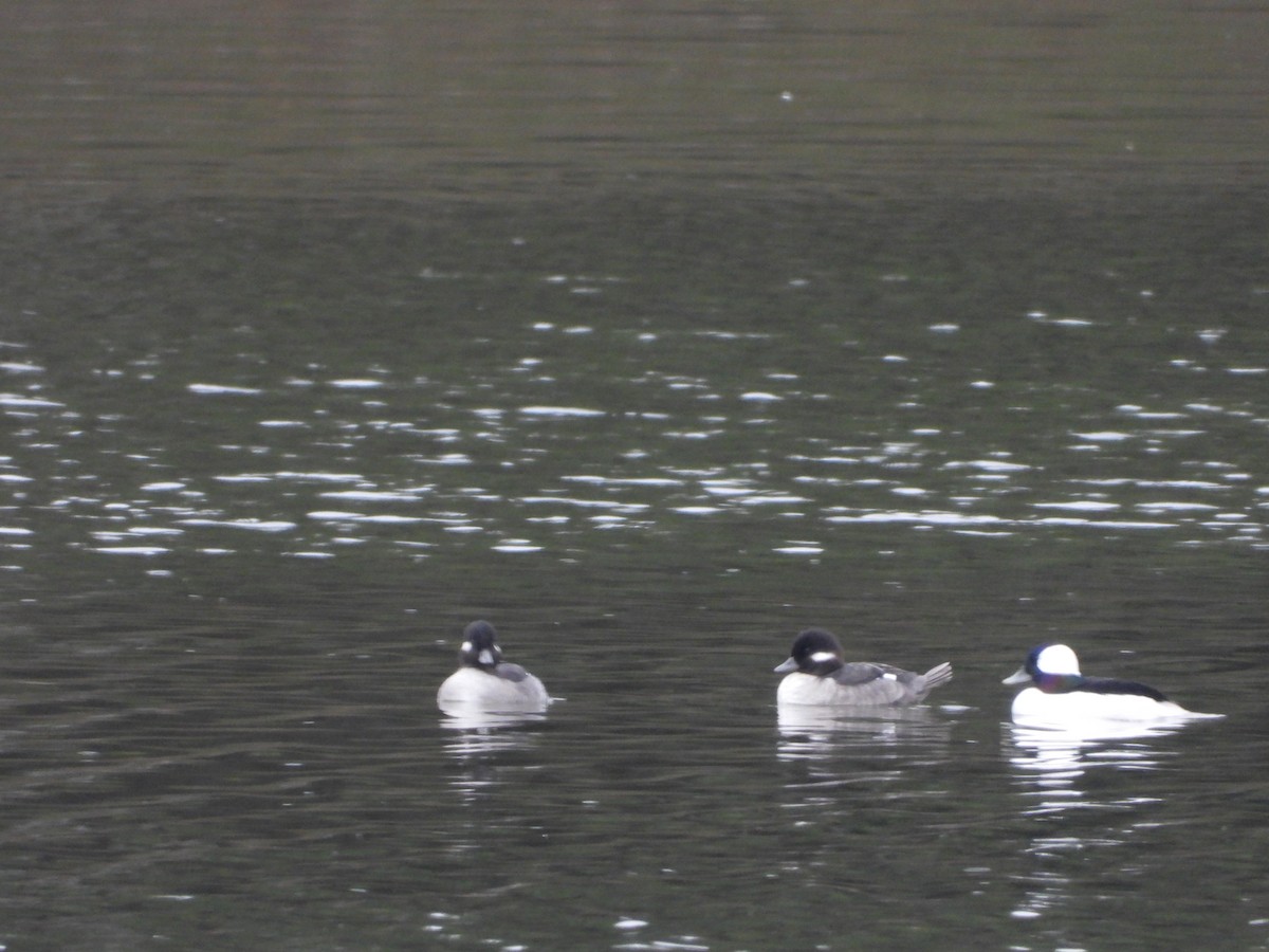 Bufflehead - Becky Amedee