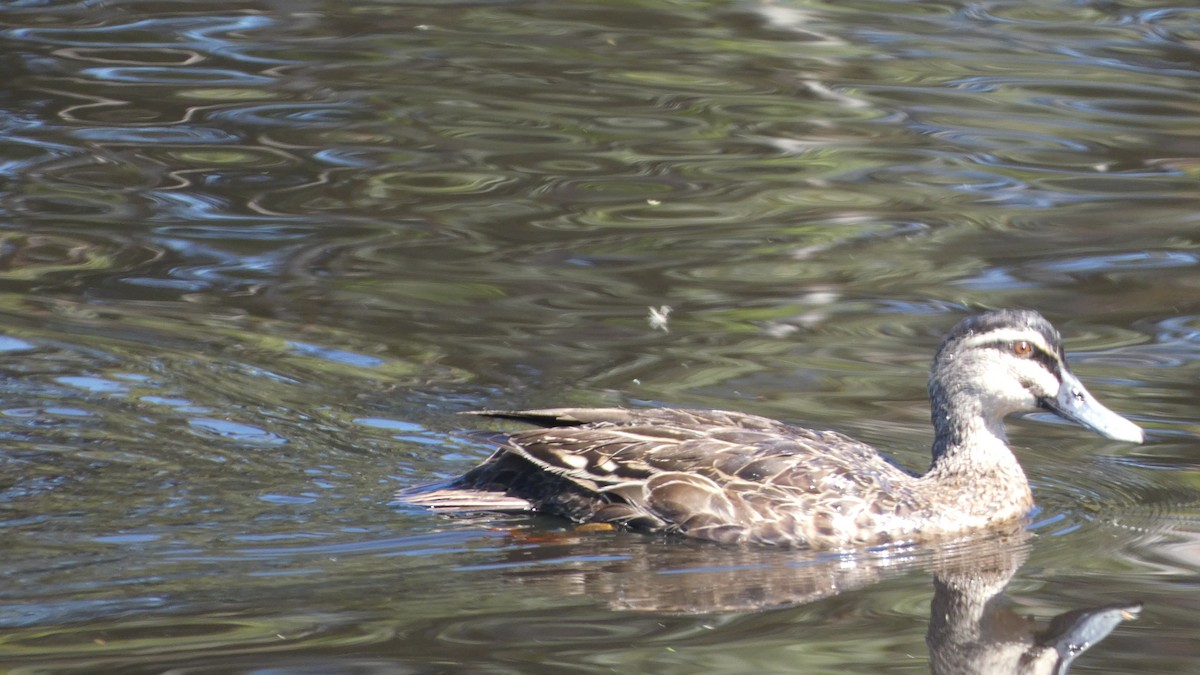 Pacific Black Duck - Morgan Pickering